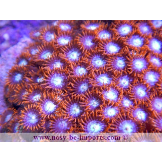 zoanthus sp. orange