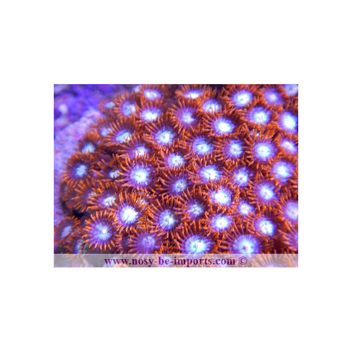 zoanthus sp. orange