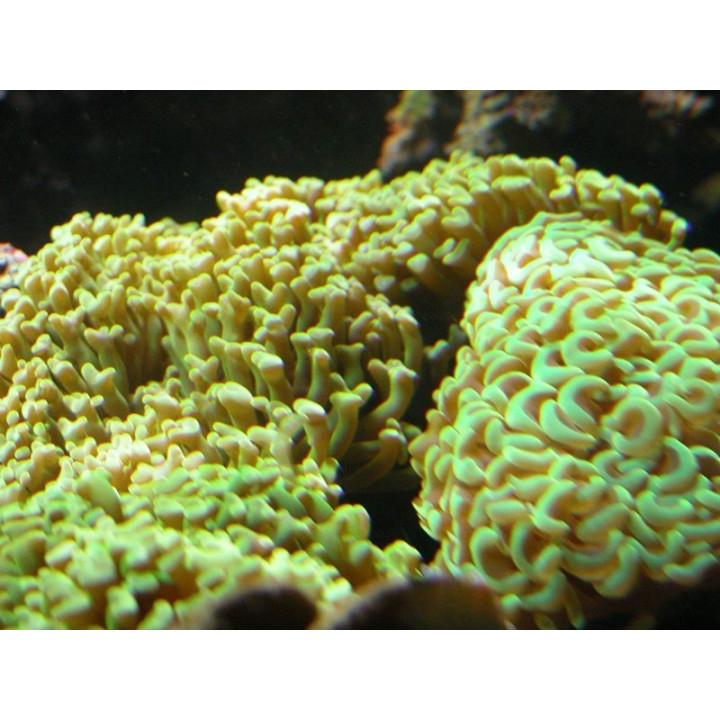 Euphyllia ancora - coraux VPC - Aquarium sur mesure