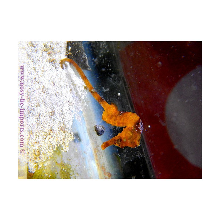 Hippocampus reidi orange