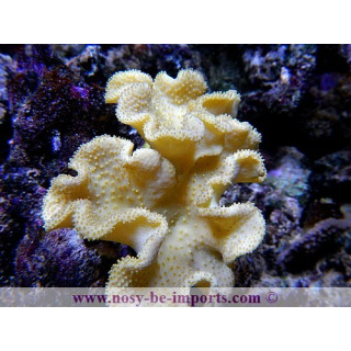 Sarcophyton elegans - Sarcophyton jaune 