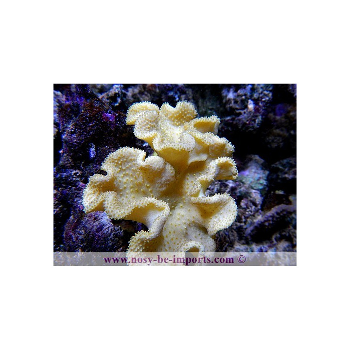 Sarcophyton elegans - Sarcophyton jaune 