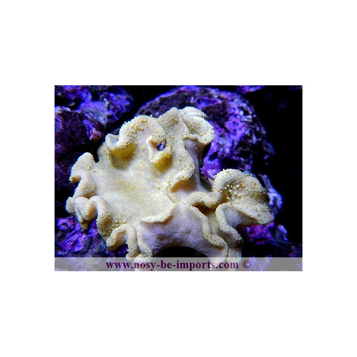 Sarcophyton elegans - Sarcophyton jaune 
