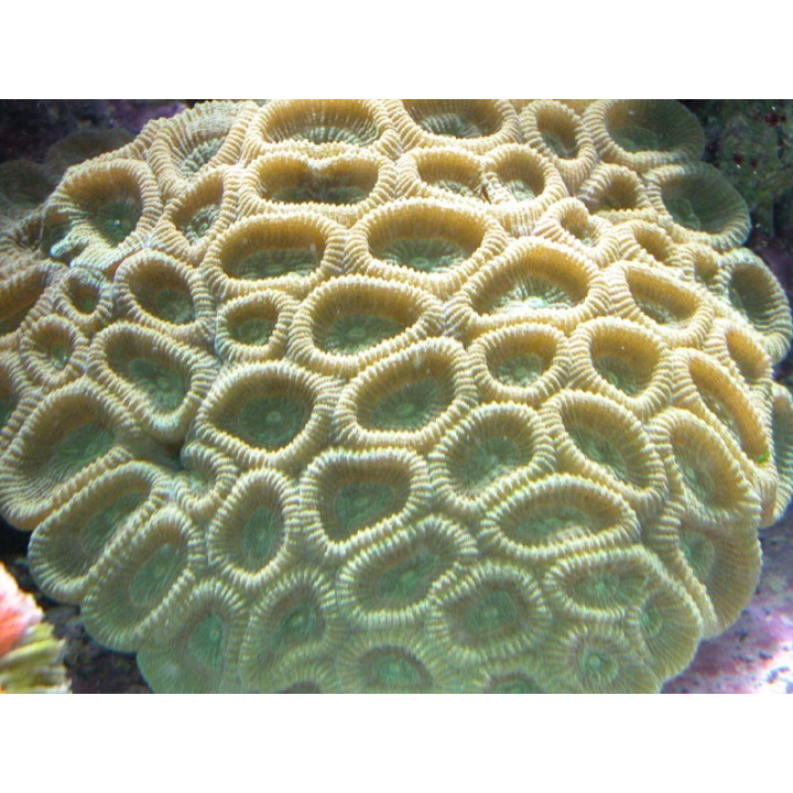 Favia sp. vert