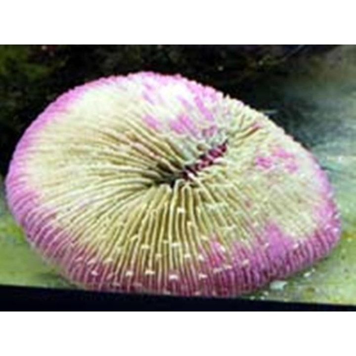 Fungia sp.
