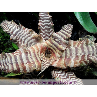 Cryptanthus fosterianus - Broméliacée Terrarium
