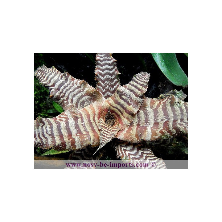 Cryptanthus fosterianus - Broméliacée Terrarium