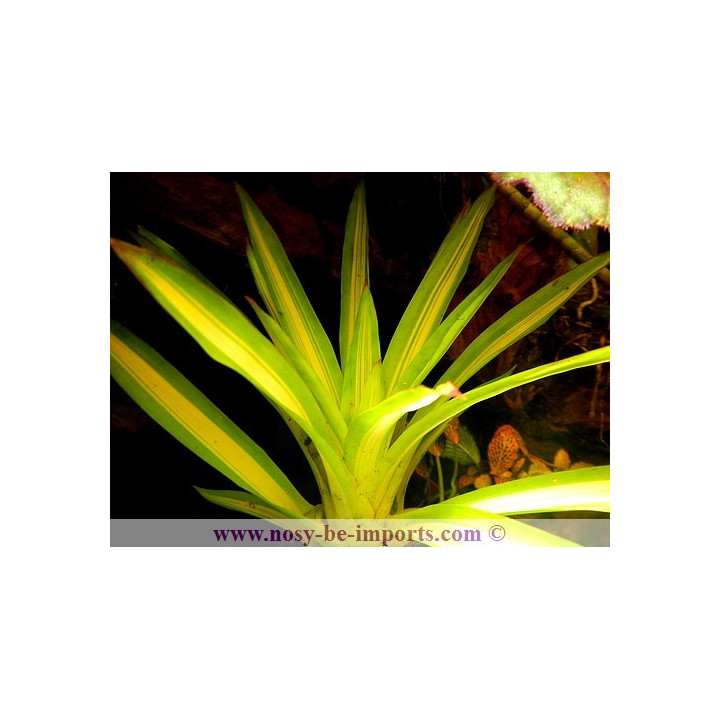 Guzmania Ice creamv -plantes terrarium