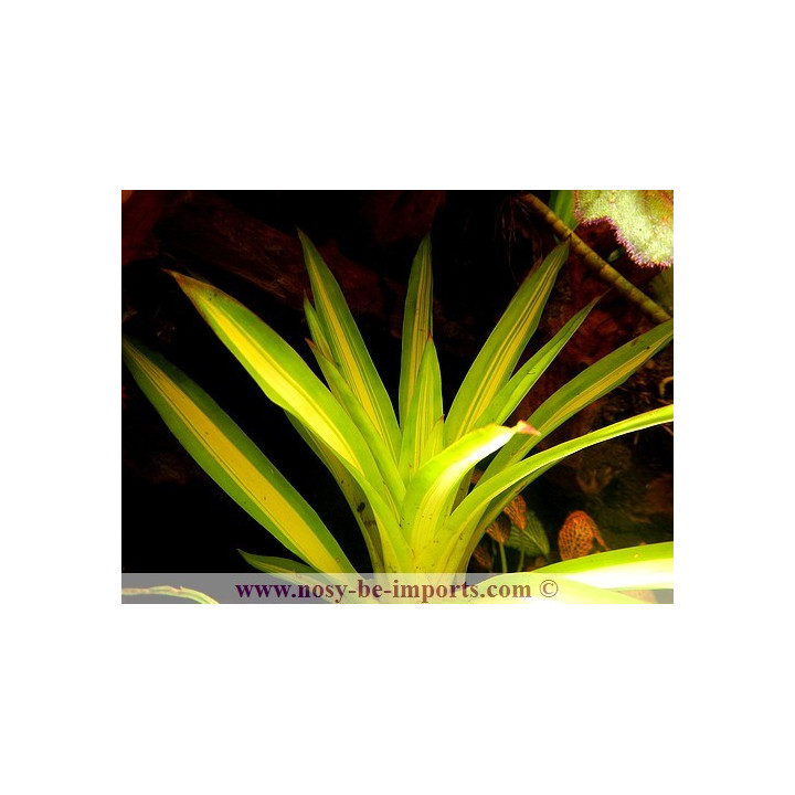Guzmania Ice creamv -plantes terrarium