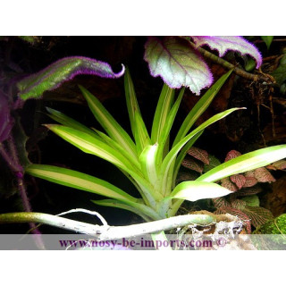 Guzmania Ice creamv -plantes terrarium