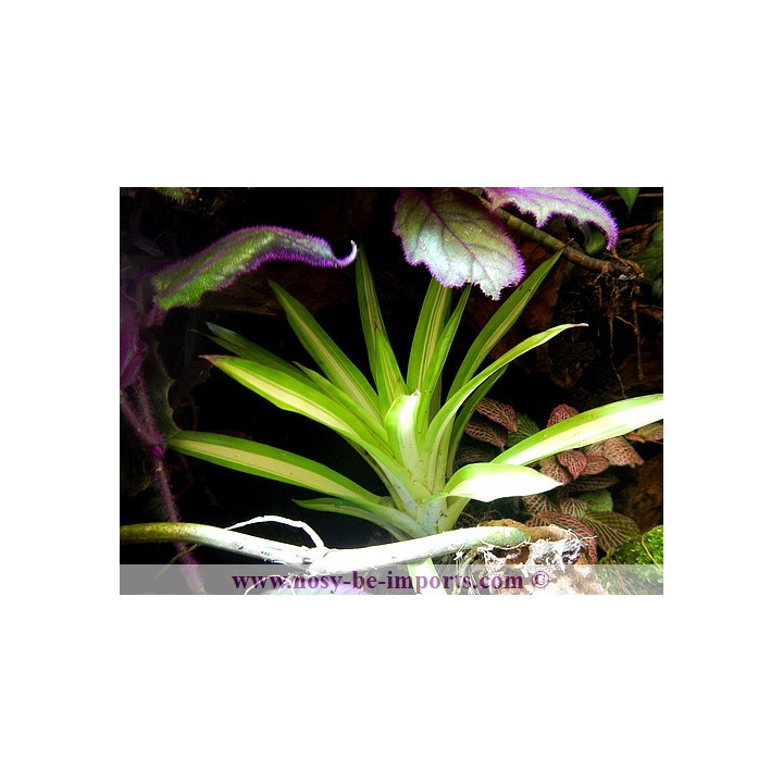 Guzmania Ice creamv -plantes terrarium