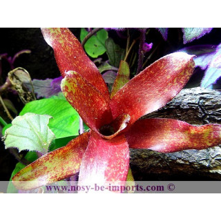 Neoregelia Red Waif - plantes terrarium