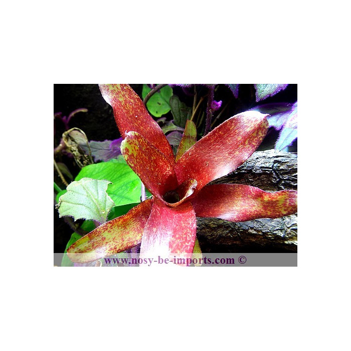 Neoregelia Red Waif - plantes terrarium