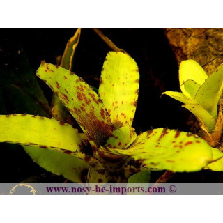 Neoregelia Akeso - Plante pour terrarium