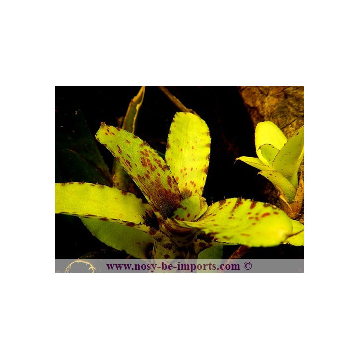 Neoregelia Akeso - Plante pour terrarium
