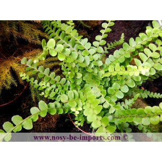 Nephrolepis duffy - Plantes terrarium