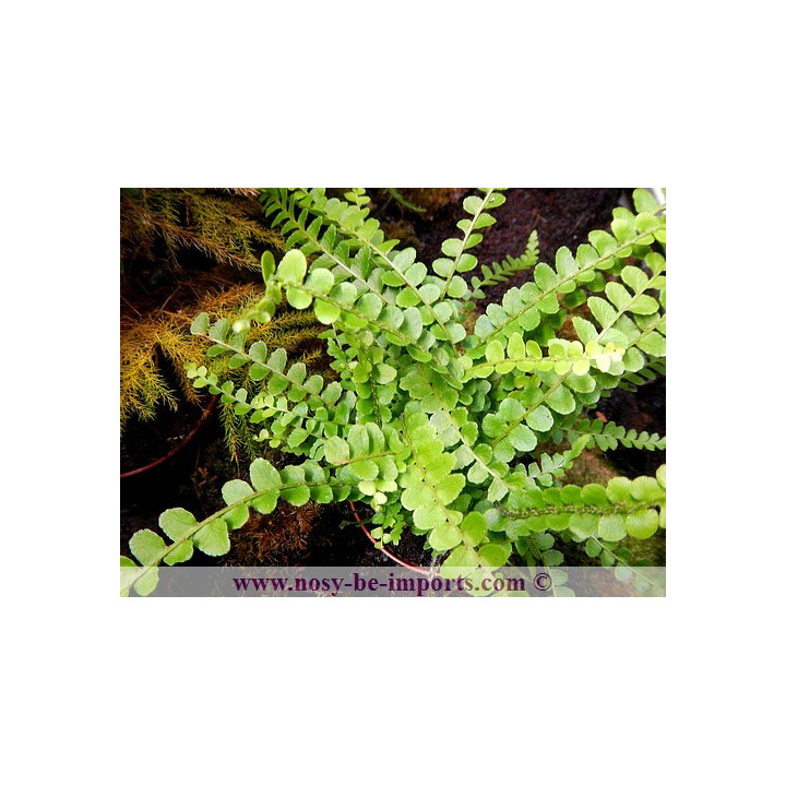 Nephrolepis duffy - Plantes terrarium
