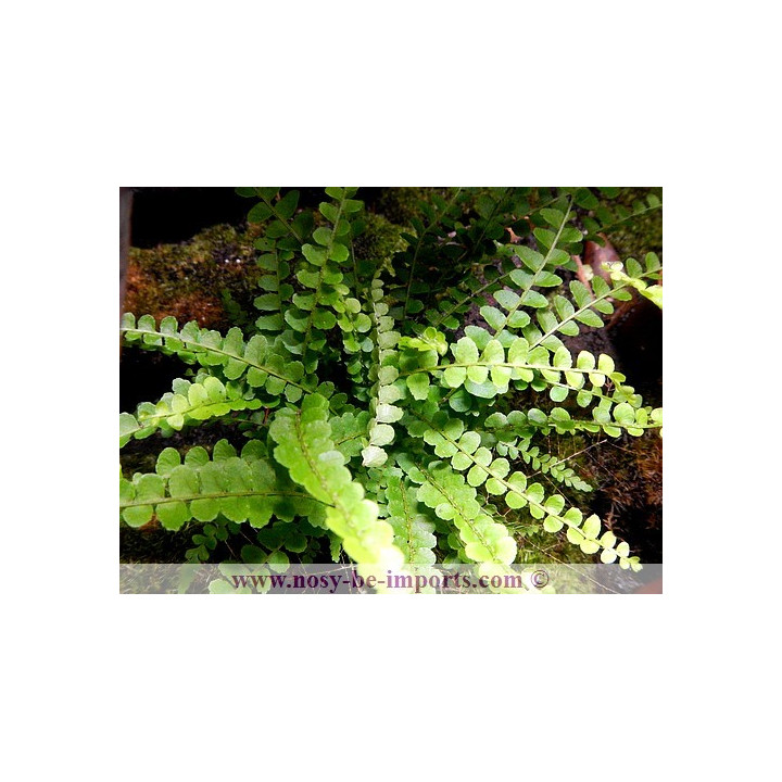 Nephrolepis duffy - Plantes terrarium