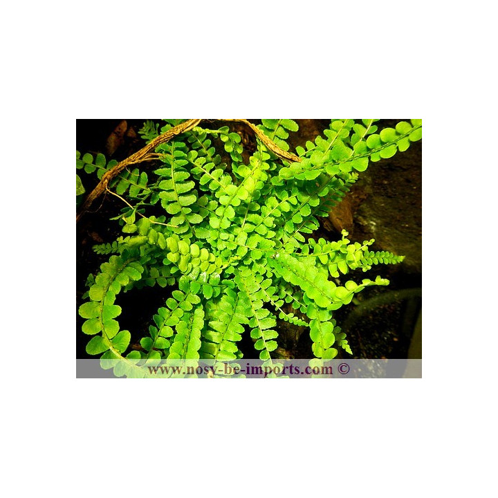 Nephrolepis duffy - Plantes terrarium