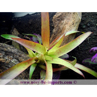 Tillandsia mora