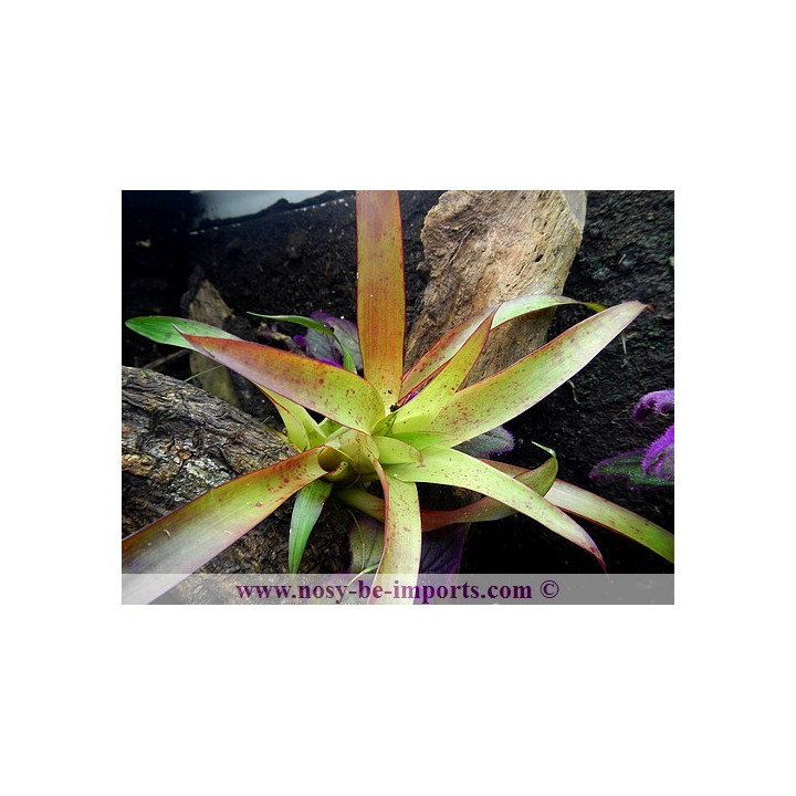 Tillandsia mora