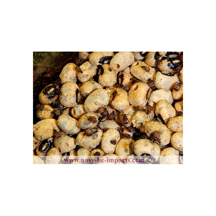 Bruchus quadrimaculatus - Bruche du haricot