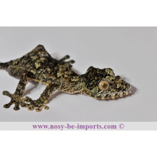 Uroplatus giganteus - Uroplatus - Giant Leaf tail Gecko