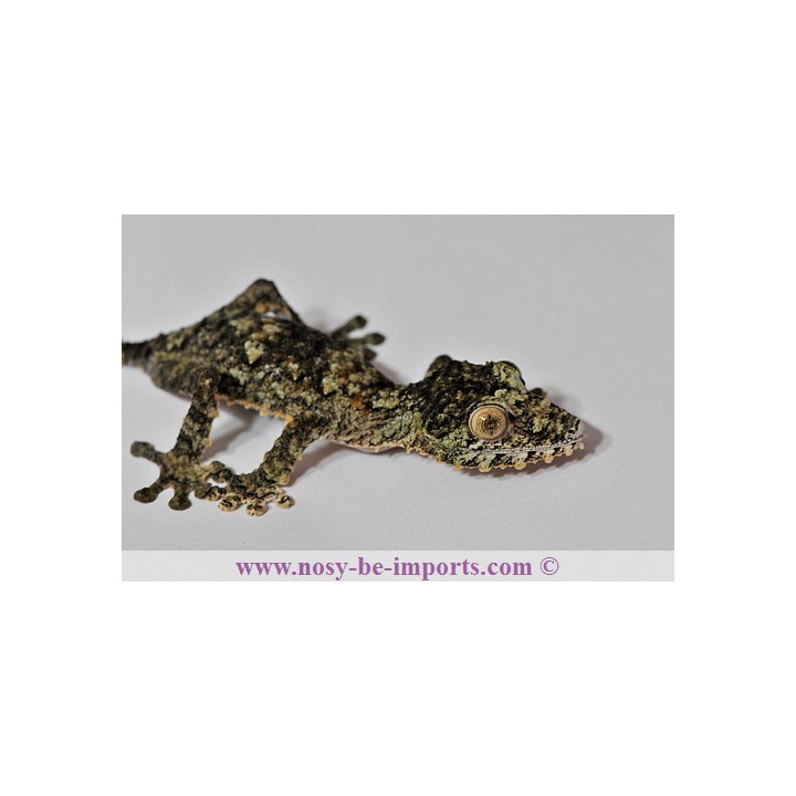 Uroplatus giganteus - Uroplatus - Giant Leaf tail Gecko