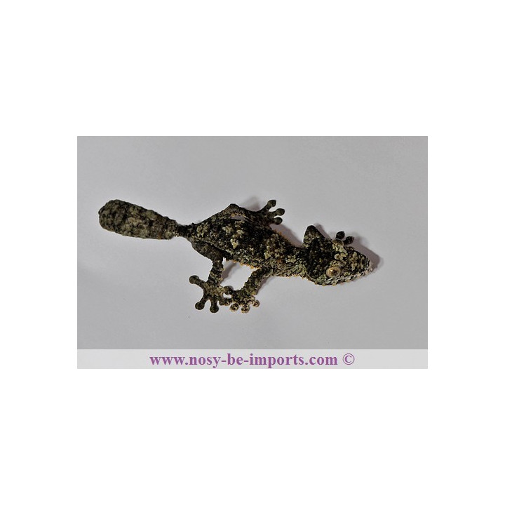 Uroplatus giganteus - Uroplatus - Giant Leaf tail Gecko