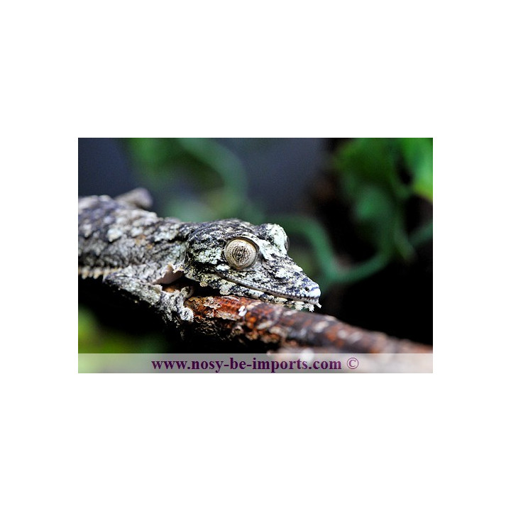 Uroplatus giganteus - Uroplatus - Giant Leaf tail Gecko