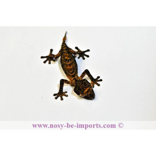 Uroplatus ebenaui - Uroplatus - leaf tail gecko