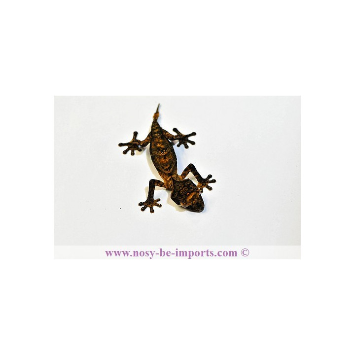 Uroplatus ebenaui - Uroplatus - leaf tail gecko