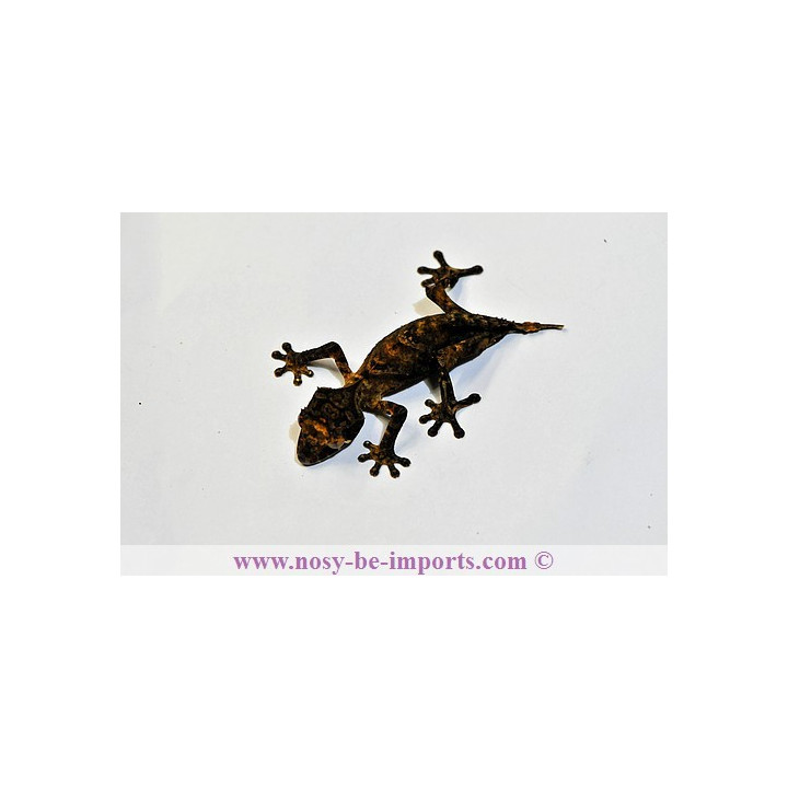 Uroplatus ebenaui - Uroplatus - leaf tail gecko