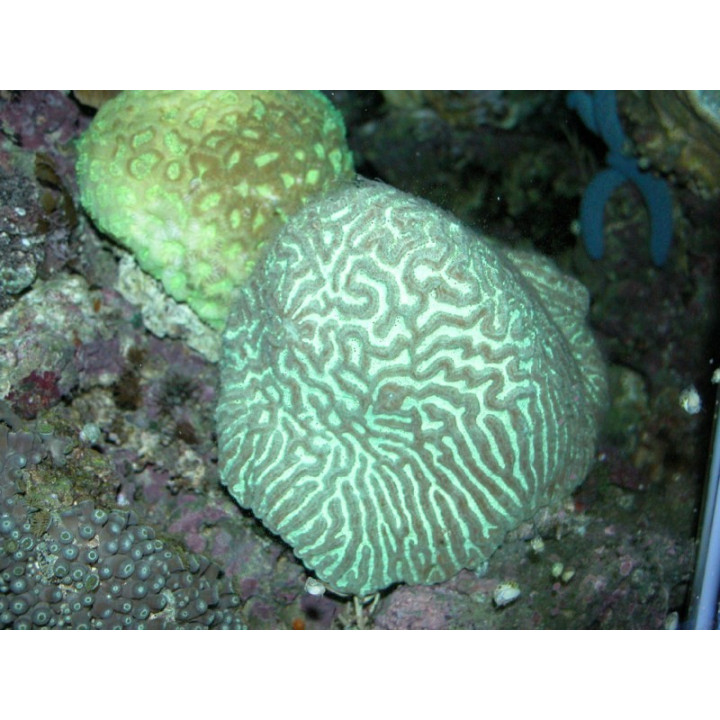 Goniastrea sp.