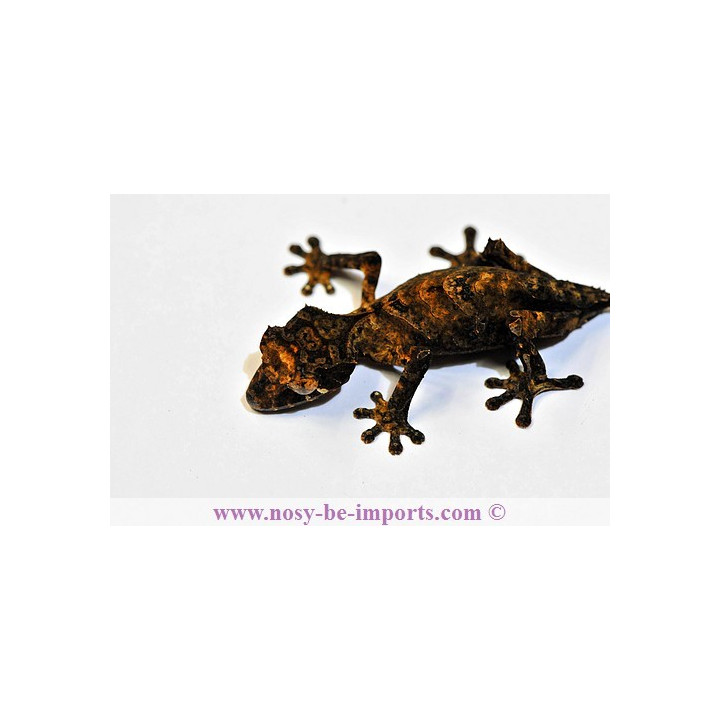 Uroplatus ebenaui - Uroplatus - leaf tail gecko