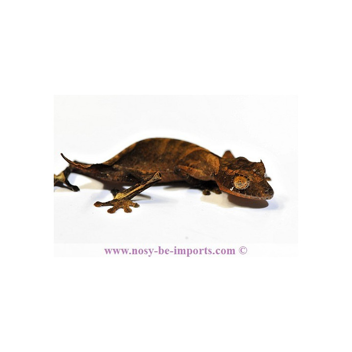 Uroplatus ebenaui - Uroplatus - leaf tail gecko