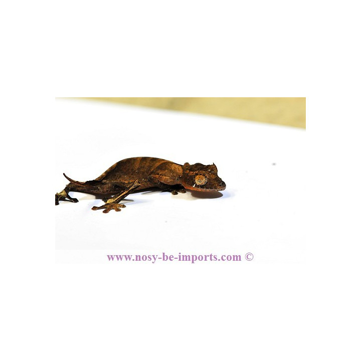 Uroplatus ebenaui - Uroplatus - leaf tail gecko