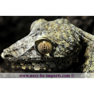 Uroplatus giganteus - uroplatus - leaf tail gecko