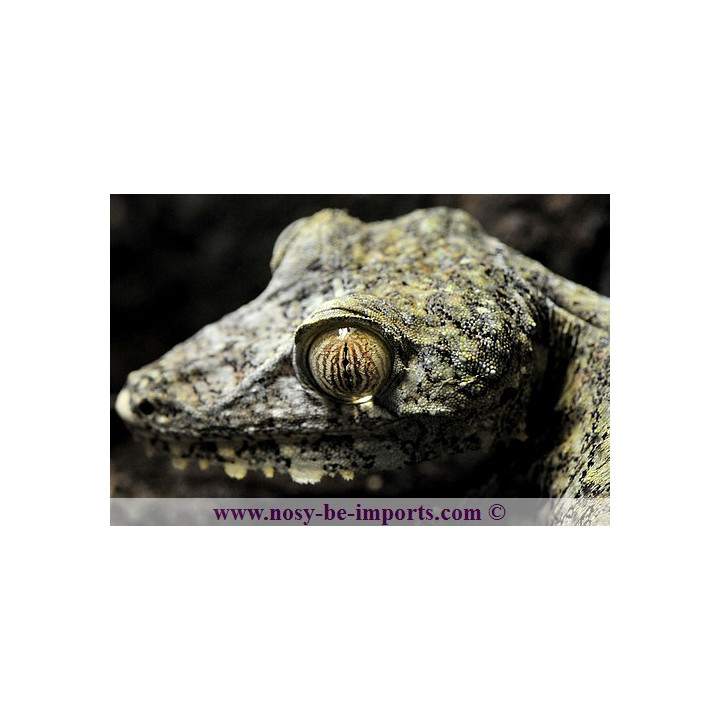 Uroplatus giganteus - uroplatus - leaf tail gecko