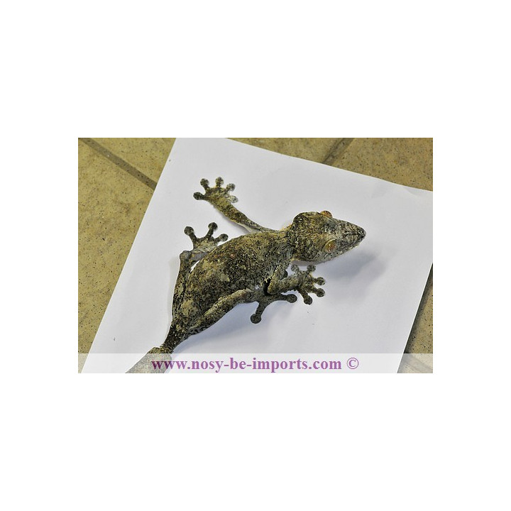 Uroplatus giganteus - uroplatus - leaf tail gecko