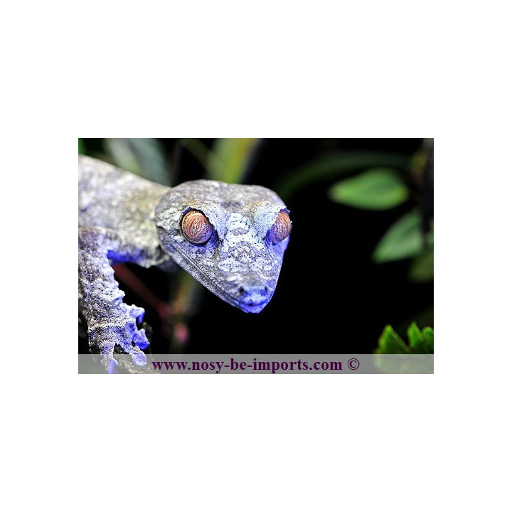 Uroplatus giganteus - uroplatus - leaf tail gecko