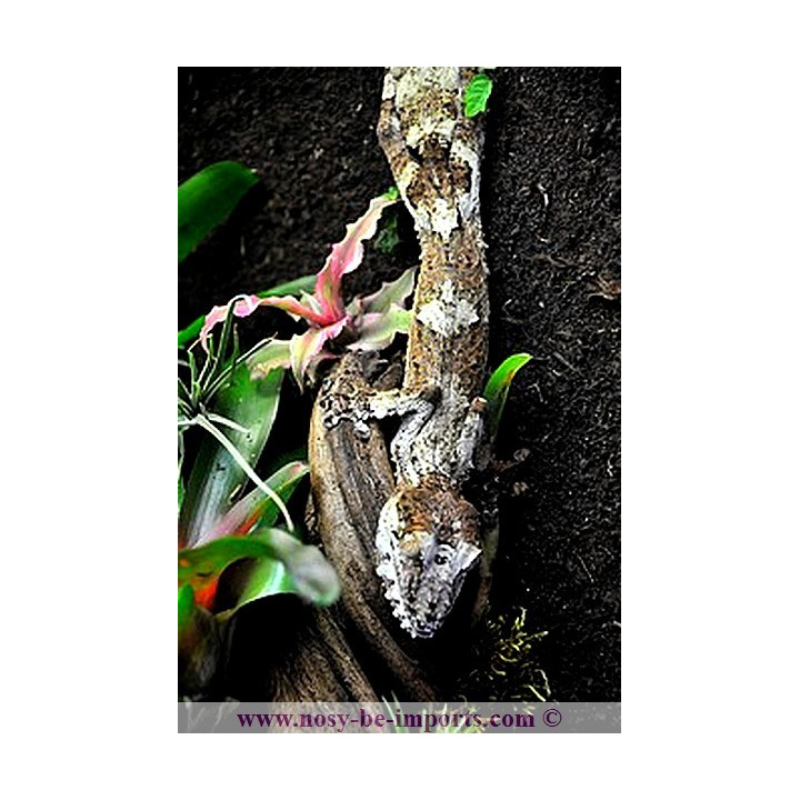 Uroplatus giganteus - uroplatus - leaf tail gecko