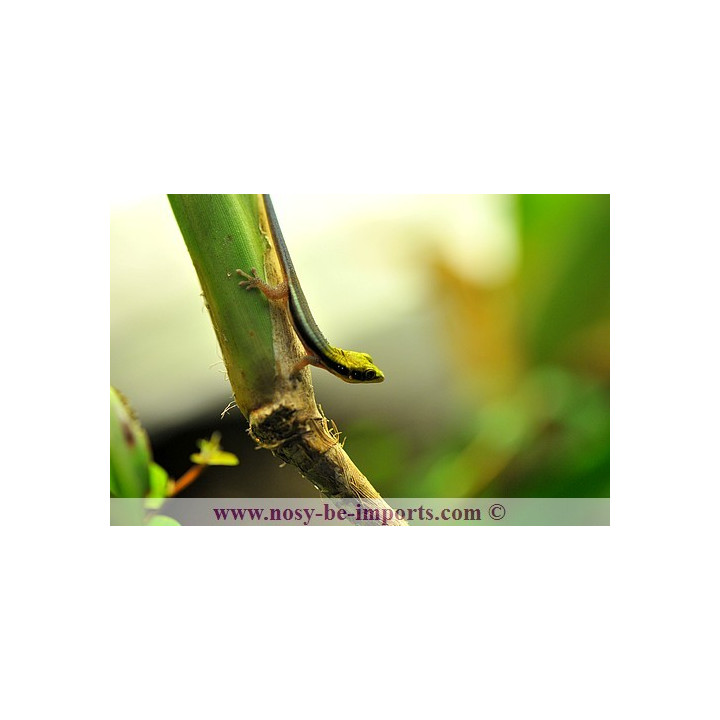 Phelsuma klemmeri - gecko néon