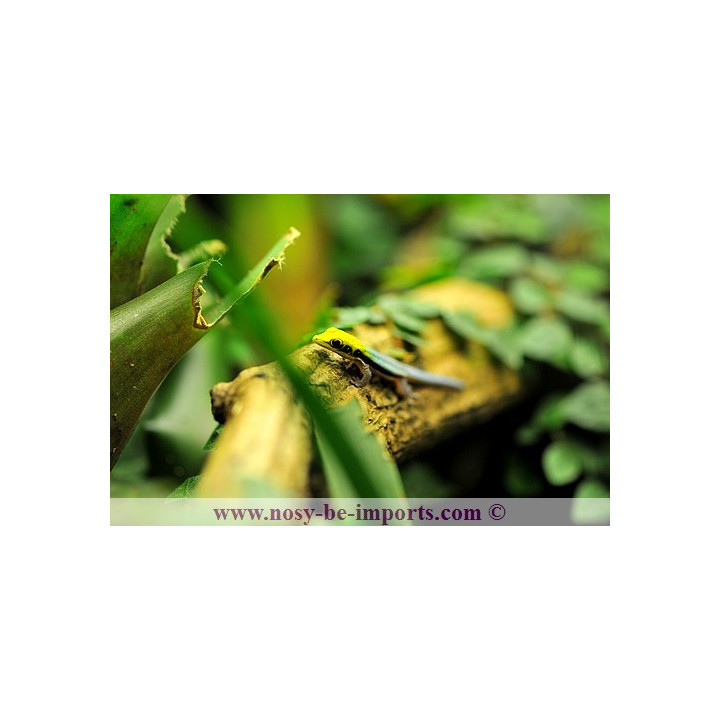 Phelsuma klemmeri - gecko néon