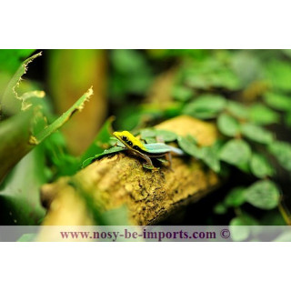 Phelsuma klemmeri - gecko néon