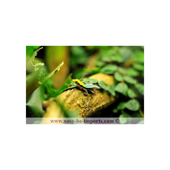 Phelsuma klemmeri - gecko néon