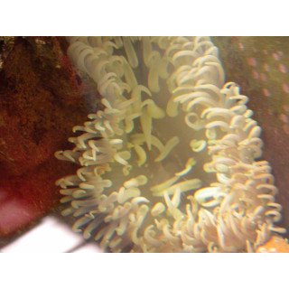 Heteractis crispa