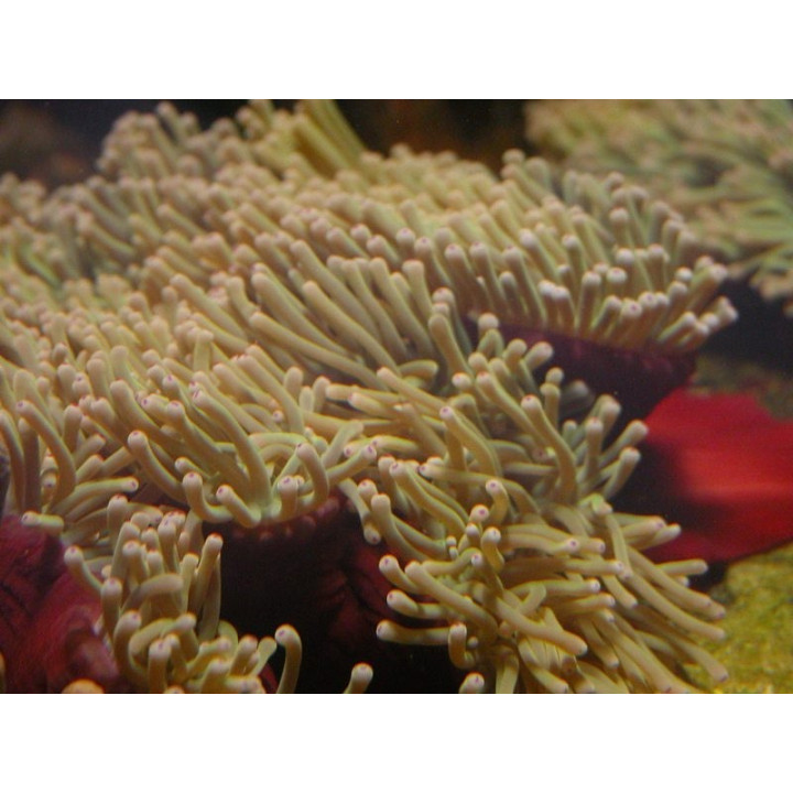 Heteractis magnifica