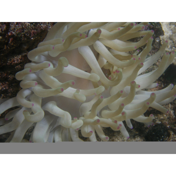 Condylactis gigantea - Anémone - Aquarium sur mesure