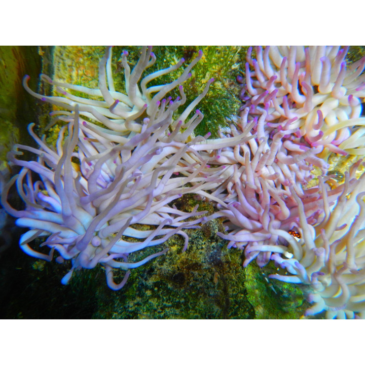 Condylactis gigantea - Anémone - Aquarium sur mesure